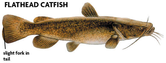 Flathead Catfish  Hiwassee Chapter 640